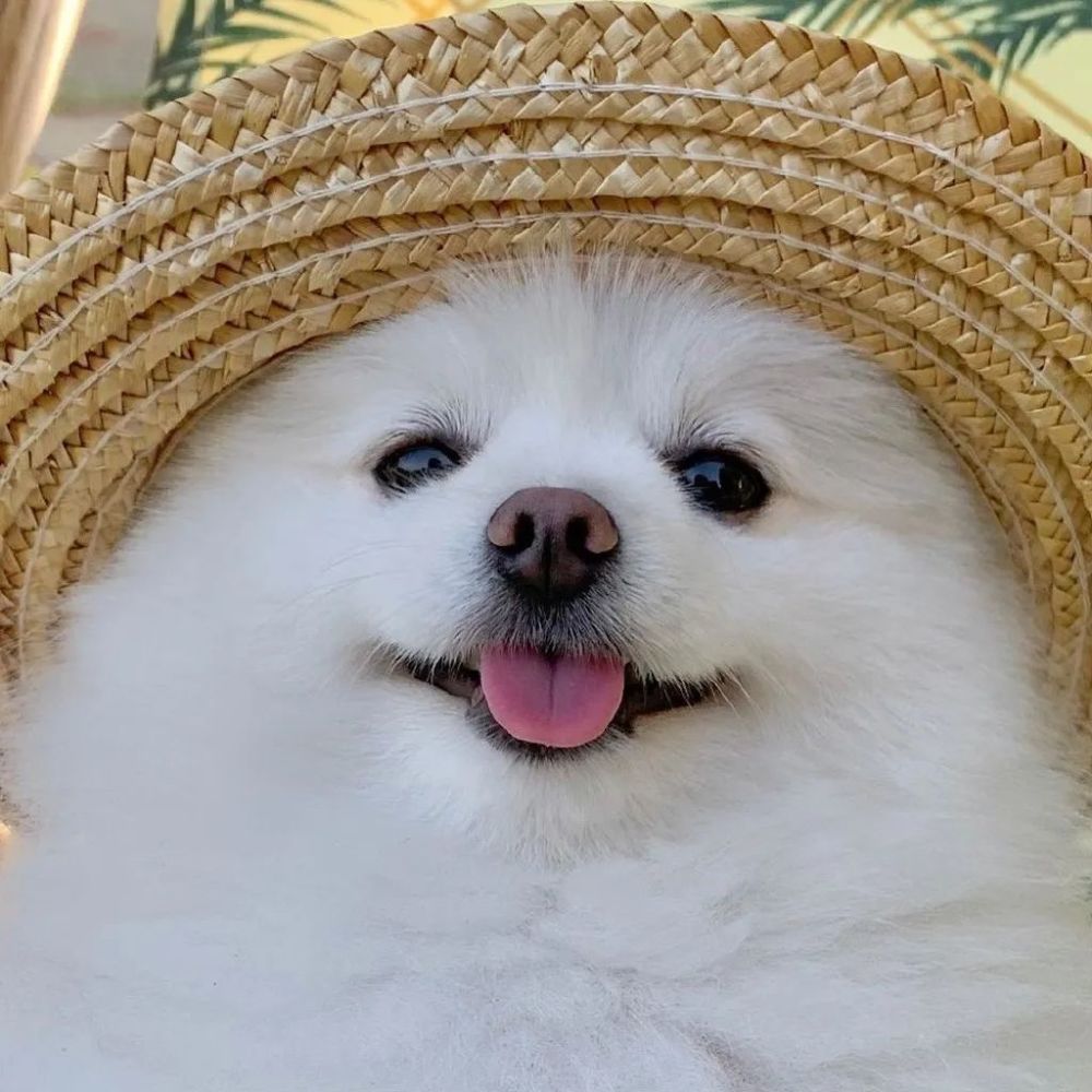 萌萌萌的宠物头像