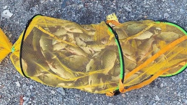 發魚獲炫耀完一問釣點和餌料就裝死這是啥人啊