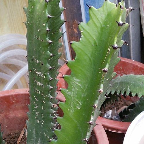 龙骨,被誉为"万能砧木",多扦插繁殖用于嫁接_腾讯新闻