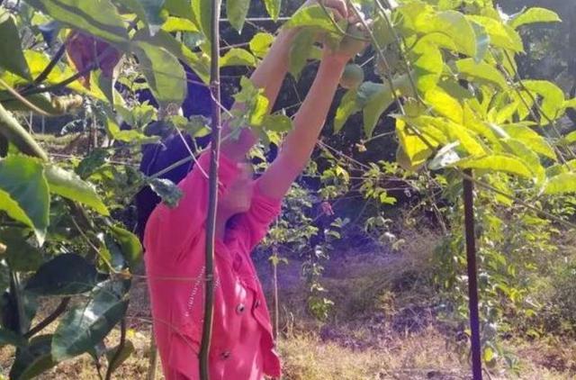 犯罪嫌疑人杨光毅掳走了独自售卖百香果的10岁女孩杨晓燕,抢劫,强奸并