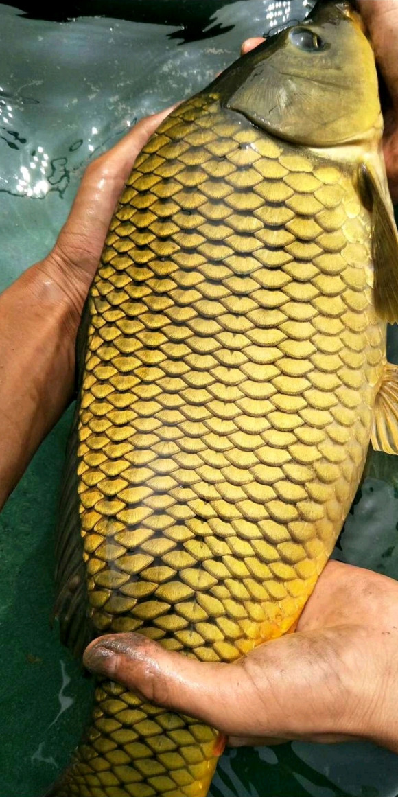 湖北钓鱼人水库钓起黄金鲤鳞片如纯金一般变异了