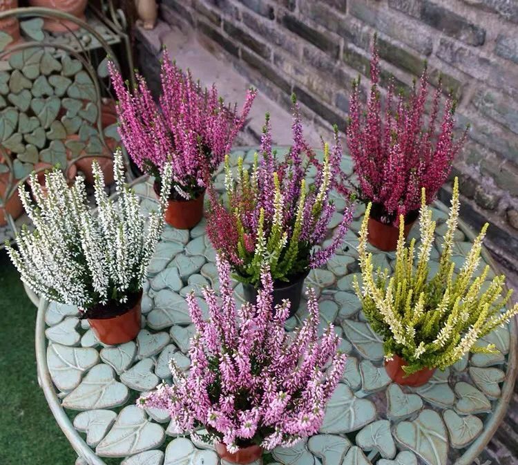 欧石楠又叫艾莉卡,是杜鹃花科欧石楠属多年生常绿灌木植物,它品种繁多