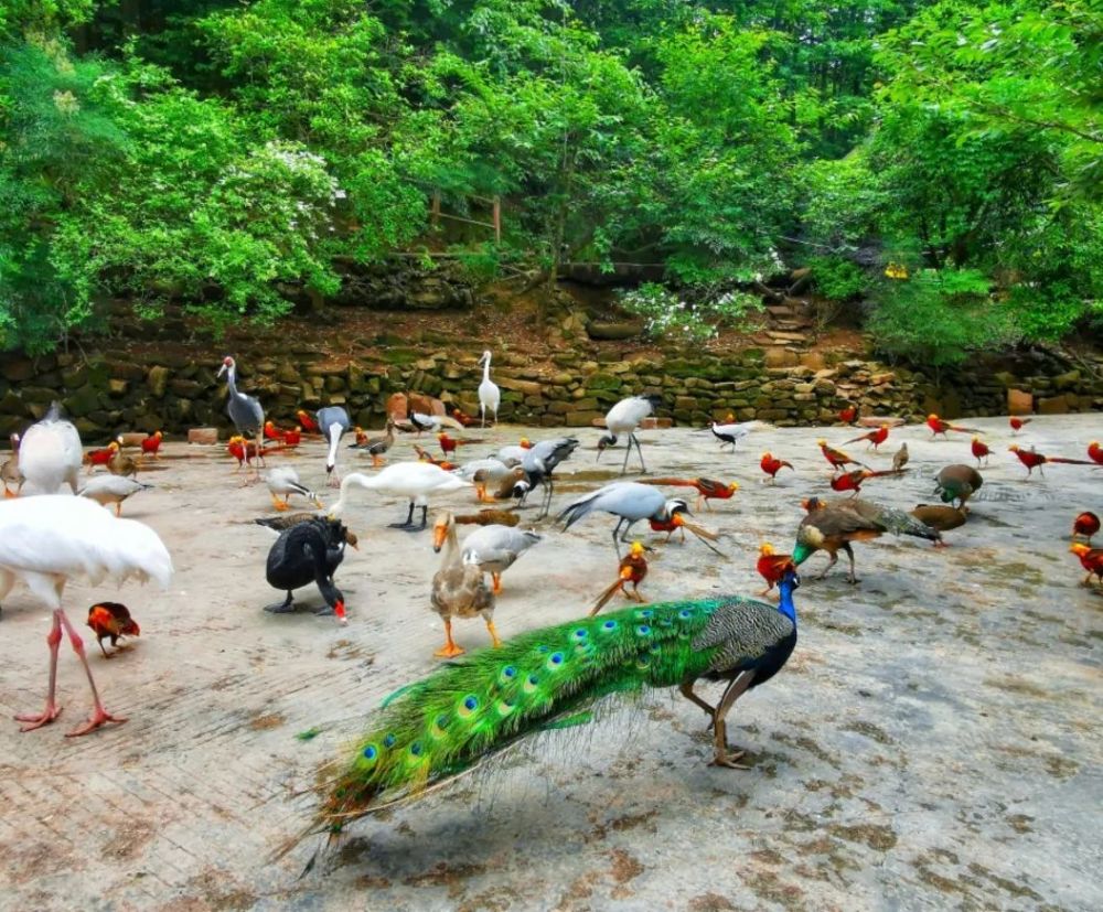 喜迎新年感恩回馈,元旦3天碧峰峡动物园免门票啦!