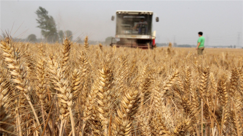 澳大利亚小麦出口中国图片