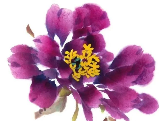 紫 红牡丹花头写意画法详解 简单上手 腾讯新闻