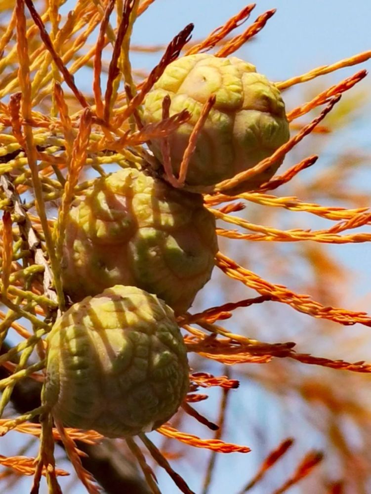 池杉中国植物志 第7卷 杉科 taxodiaceae 落羽杉属 taxodium 乔木,在