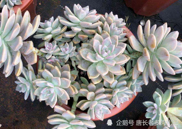 紫雾和淡雪不是同一种多肉 但它们都是胧月的孩子 而且非常好养 紫雾 唐长老