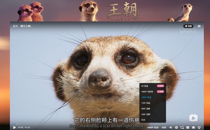 b站上线了首部4khdr画质大片bbc纪录片王朝狐獴
