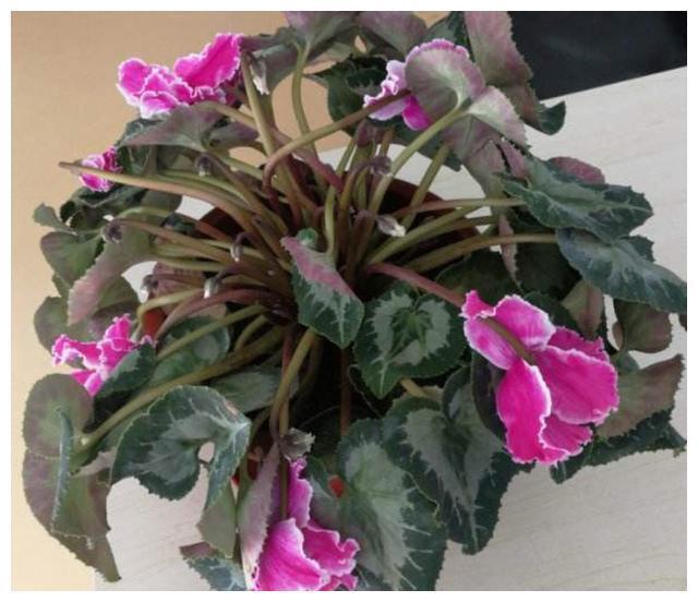 刚买的仙客来没几天就变软,倒伏,怎么养,能避免萎蔫,延长花期_腾讯