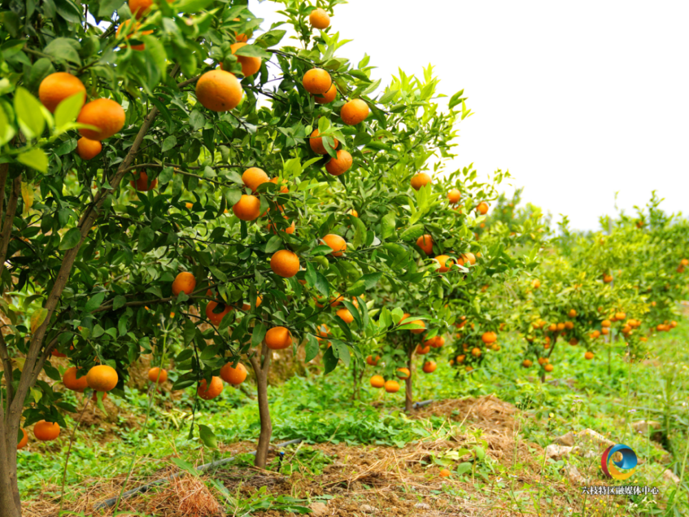 正是橙黄橘绿时,牂牁镇喜迎沃柑丰收季(附畅游攻略)_腾讯新闻