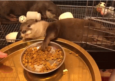 这小日子也过得太舒坦了吧 躺着吃零食困了就睡觉 主人你是不是超