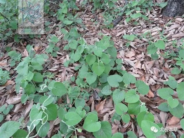 治風溼痺痛,肢體麻木,筋骨拘攣