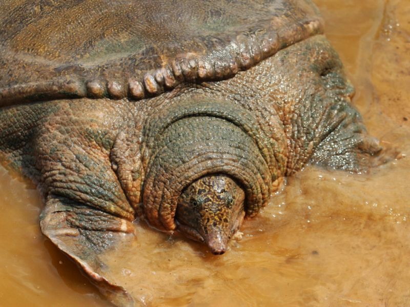 比大熊猫还要濒危的物种:斑鳖,全世界最后一只雌性在越南被发现