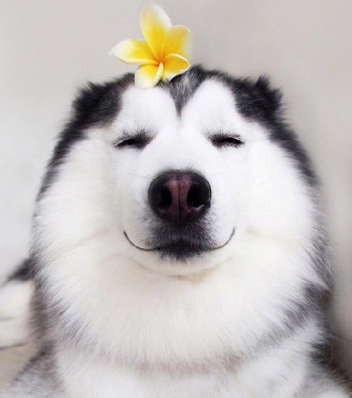 搞笑至极的开心段子,不笑白不笑,白笑谁不笑!