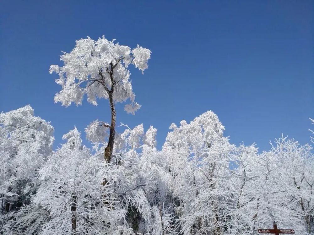 阡陌无纤尘飞雪溯流光,共话过往不惧寒冷,悠哉踱步,告别经年.