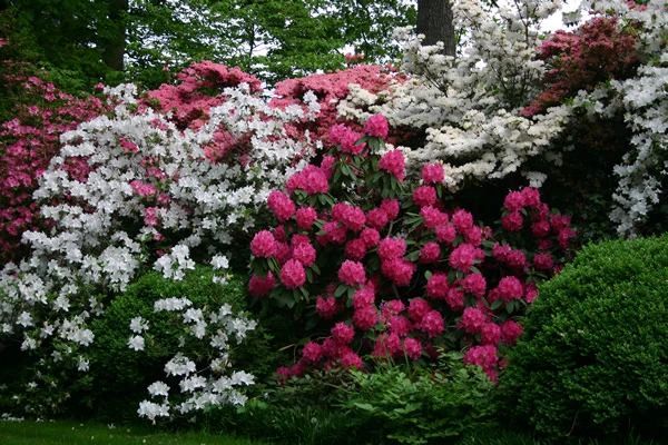 6種在半陰的院子可生長開花的灌木花卉可養成陽臺盆栽