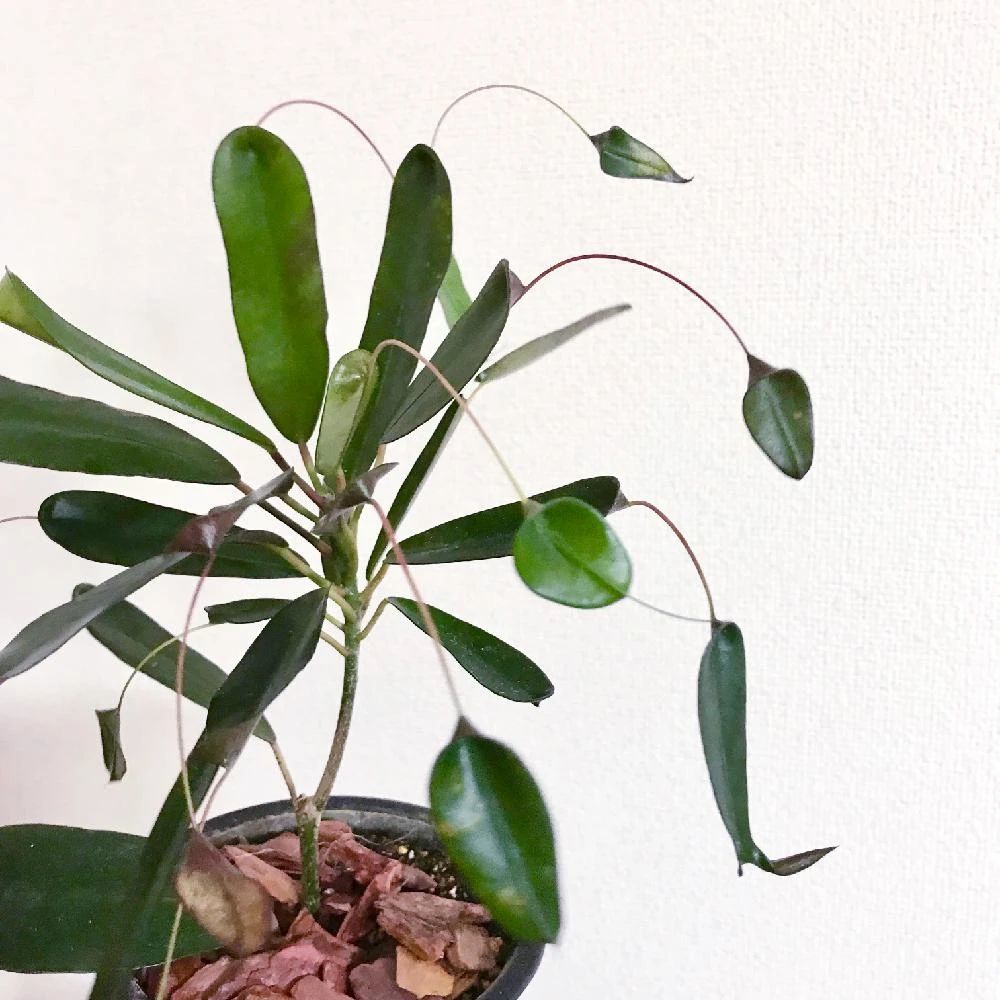 叶子像蜂腰般的蜂腰洒金榕却是变叶木的品种很少有人栽种