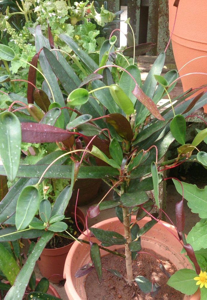 叶子像蜂腰般的蜂腰洒金榕却是变叶木的品种很少有人栽种