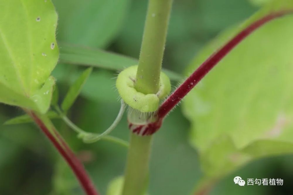 蓼属植物的托叶包围在茎节的基部,形成托叶鞘,托叶鞘的形态是识别蓼属