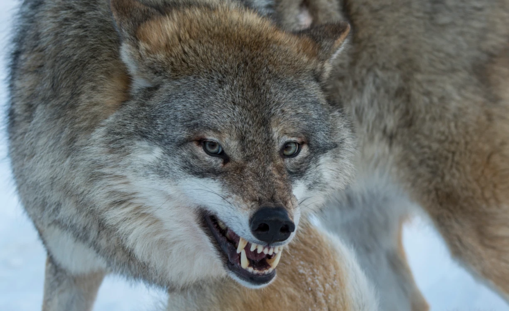 俄一宠物狗护主心切为将被恶狼袭击的10岁主人救出被活活咬死