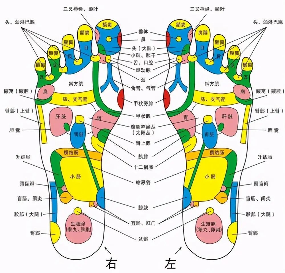 腳底按摩能刺激足部穴位,反射區及經絡,足部是多條經絡的匯聚點,襖è