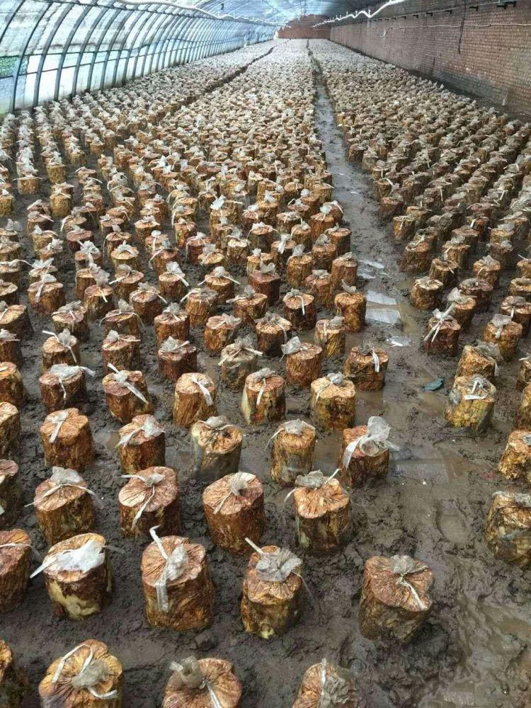 并撒上生石灰,以减少病虫害的发生2搭建大棚种植桑黄菌的大棚以塑料棚