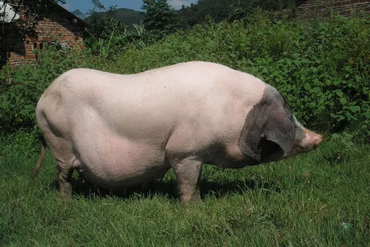 芦白猪的做法(白芦笋百度百科)