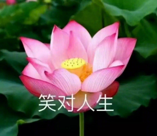 此外还有两张表情包,分别是一朵"笑对人生"的佛系莲花,以及正在被擦