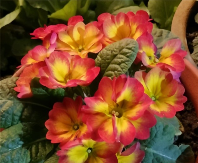 1种花,耐阴好打理,冬天不怕冷,四季都开花