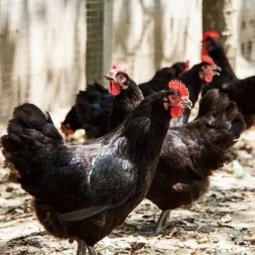 说起狼山鸡,南通人没有哪个不知道.