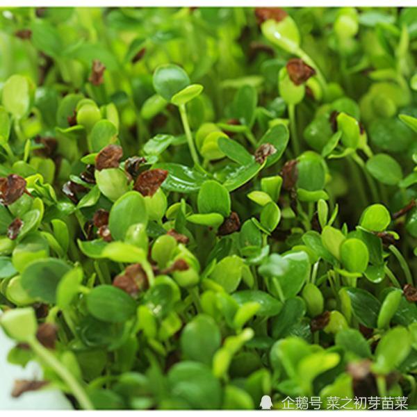 香椿芽苗的种植方法是怎样的