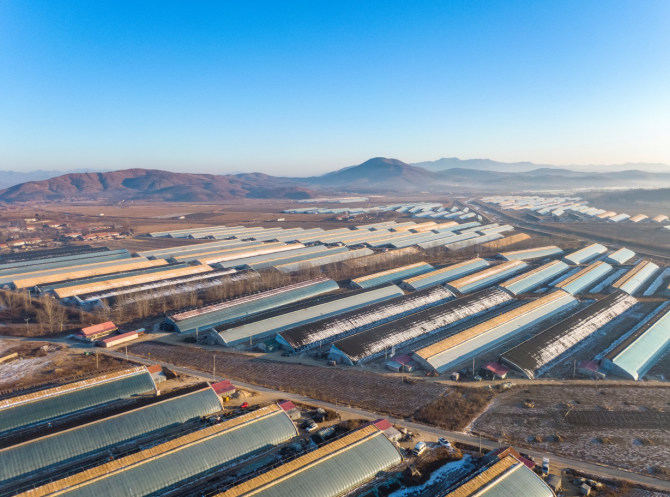 原产地直发受追捧90后丹东小伙在拼多多卖草莓年销千万元