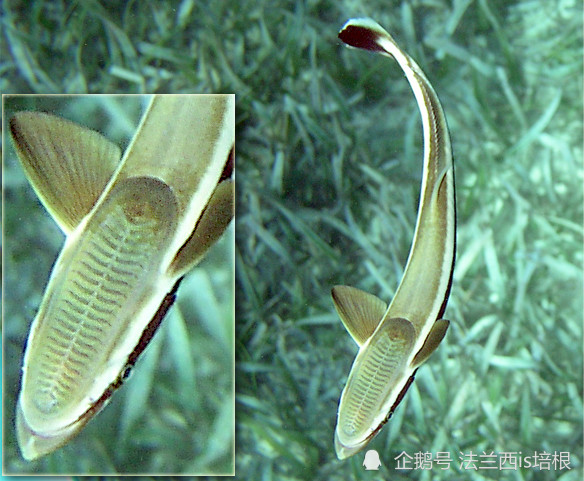 不懂物理的吸盘鱼头顶吸盘的物理性能超过精工制造产品