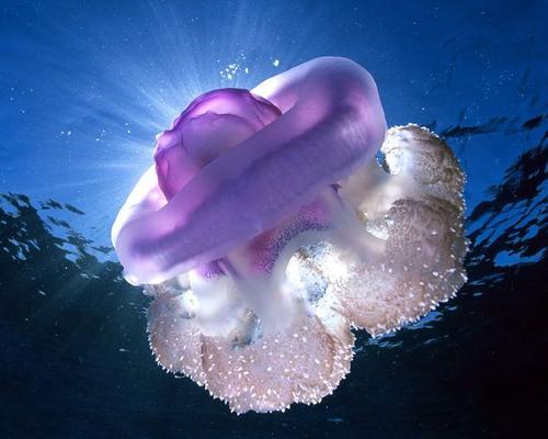 水母躲过5次物种大灭绝,有毒也得被吃