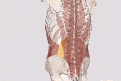 有利於側屈體式習練 這條肌肉除了對於治療腰痛有很重要的意義,釋放它