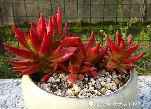 喜欢多肉就养一盆火祭吧 不仅耐晒还耐冻 只要茎秆没冻软就死不了 火祭 叶子 唐长老