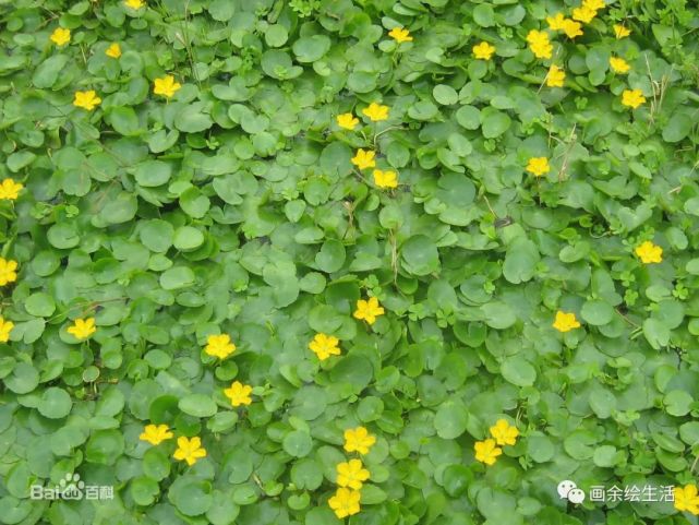 針管筆參差荇菜