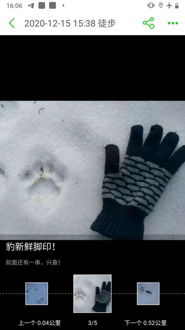 雪地野猪脚印图片