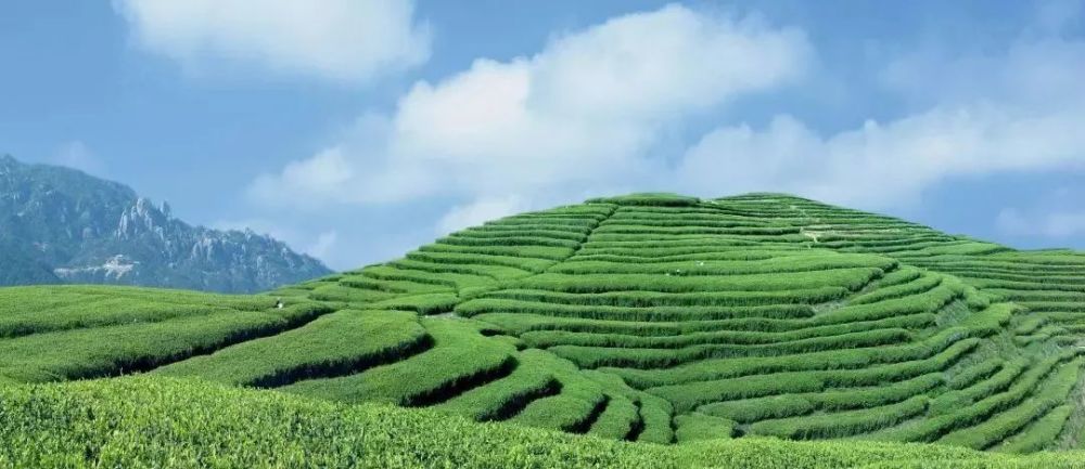 2020中国茶企业排名_2020年中国茶叶种植行业市场现状及发展前景分析云
