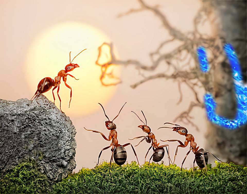 懒蚂蚁效应_《蚁群》资讯影评_265电影网