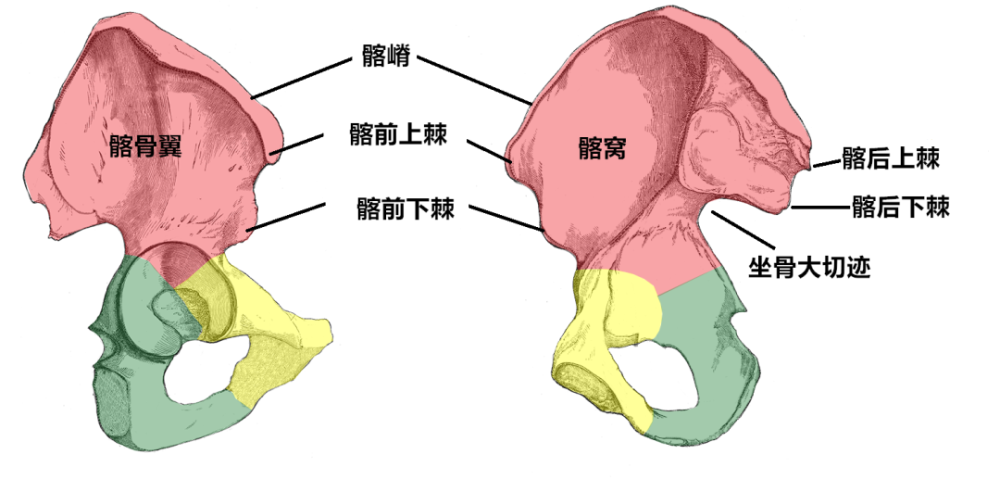 髂骨翼后下方粗糙的耳状面与骶骨的耳状面相关节