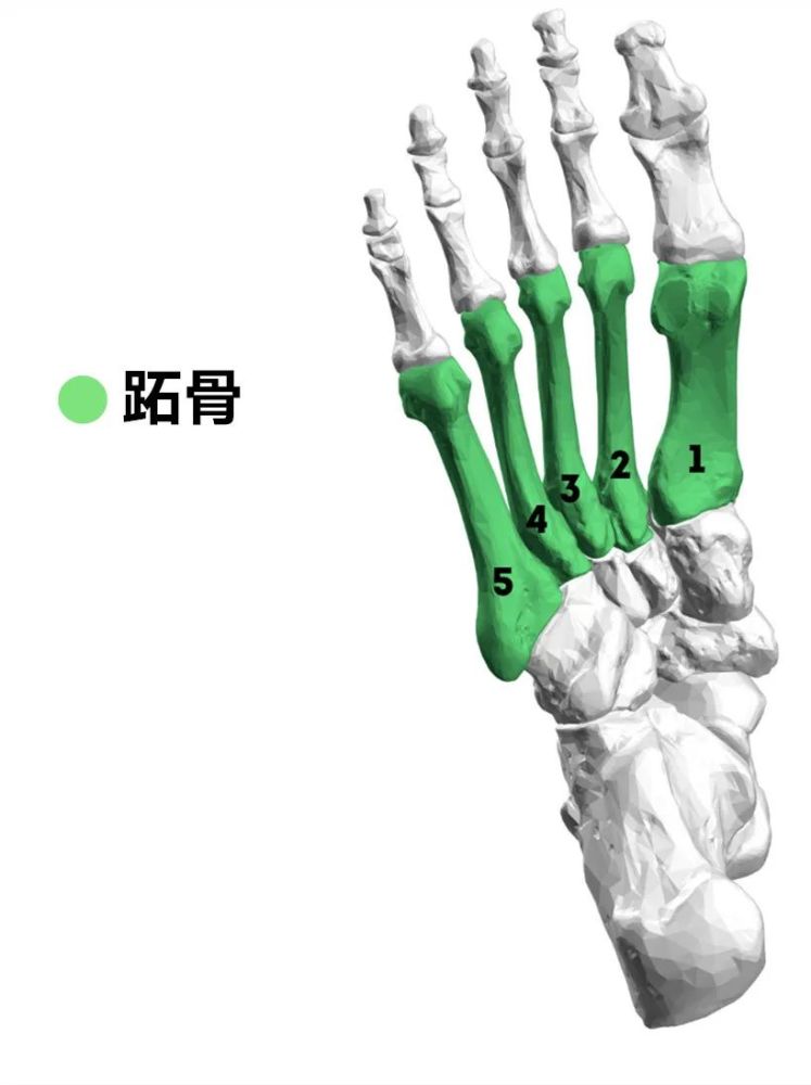 博骨通筋 下肢骨解剖 腾讯新闻