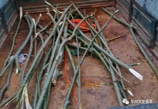 村里今老了人,总管派几人去河滩柳树林,砍柳棍.