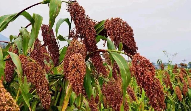 酱香酒三个独特的工艺特点,都与红缨子高粱有关