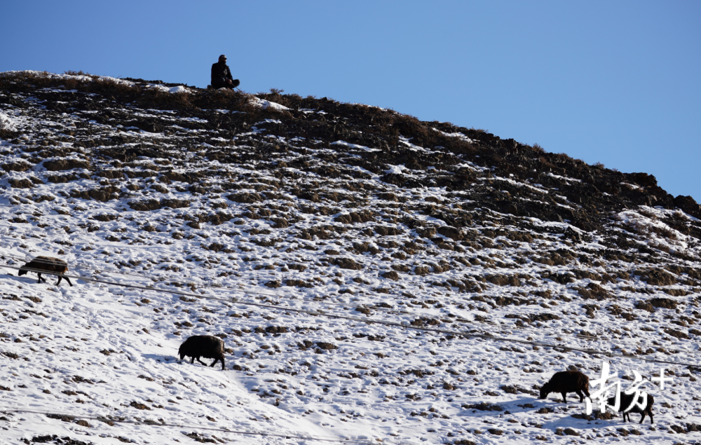 莞疆协作雪山之下托云牧场燃起致富星火