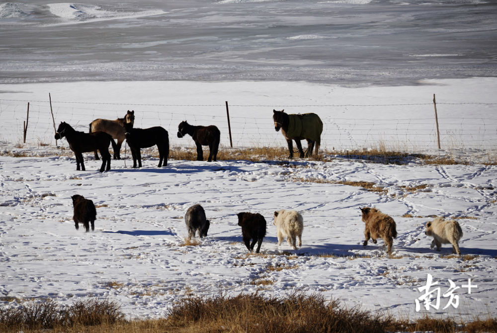 莞疆协作雪山之下托云牧场燃起致富星火