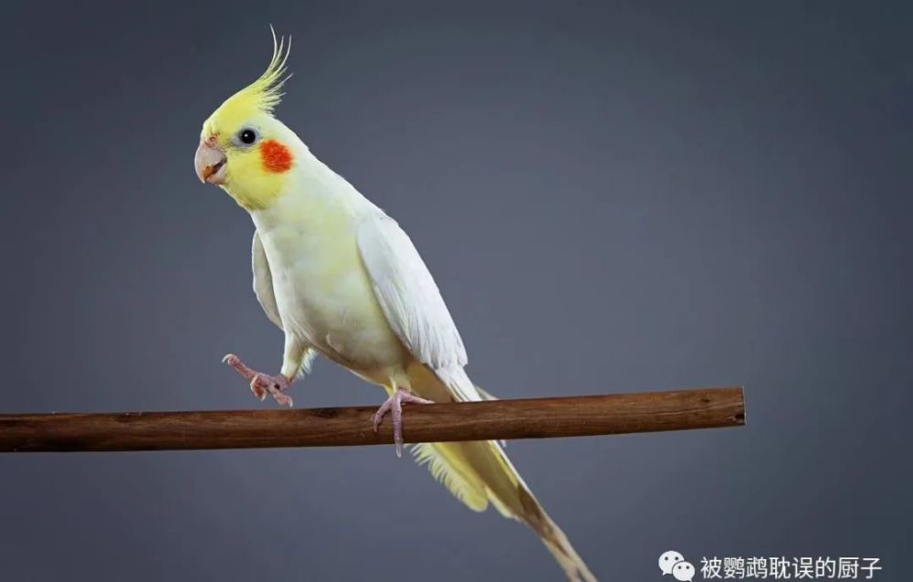 2020年全国玄凤鹦鹉价格表 快看看你家鹦鹉涨价多少 腾讯新闻