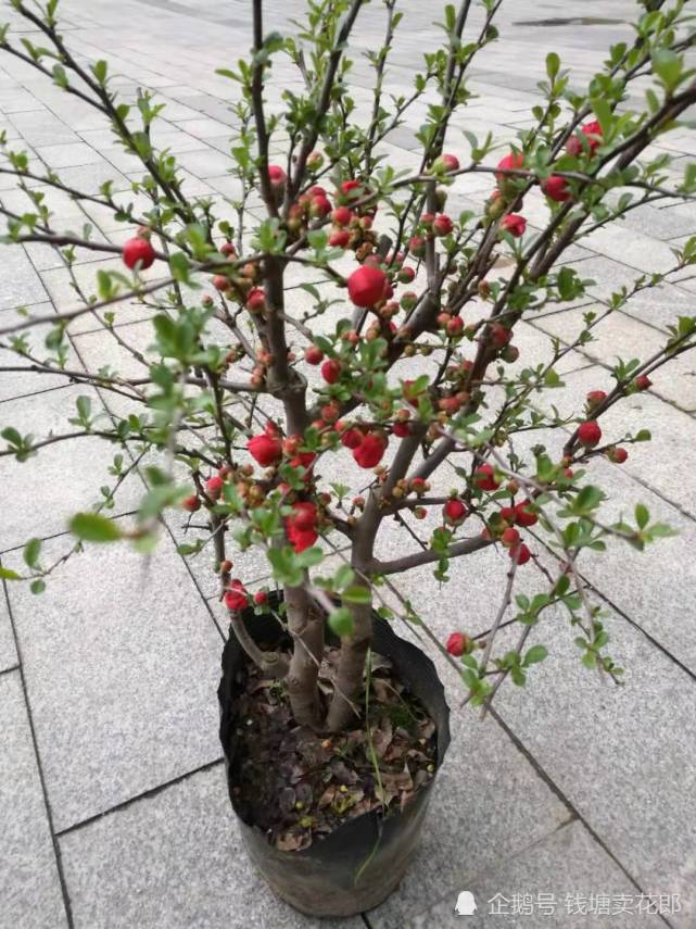这3种开花植物是抗冻王能耐10的低温冬天可放心买回家