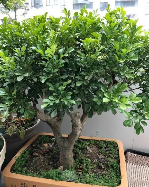 客厅养盆米兰花,稍微晒晒太阳,定期追肥,花苞开成满天星