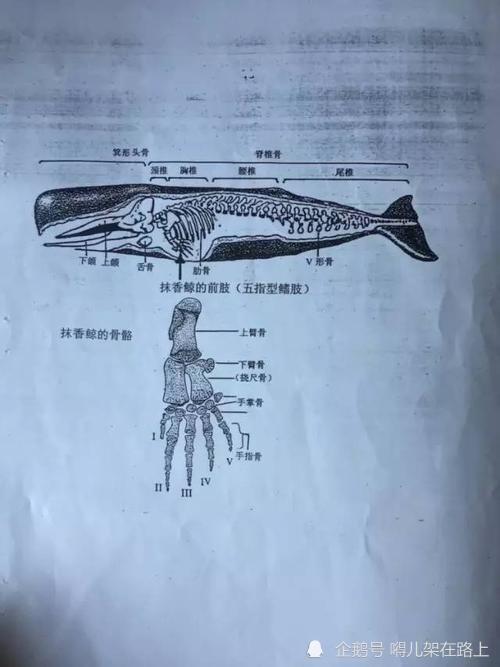 鲸鱼骨骼示意图图片